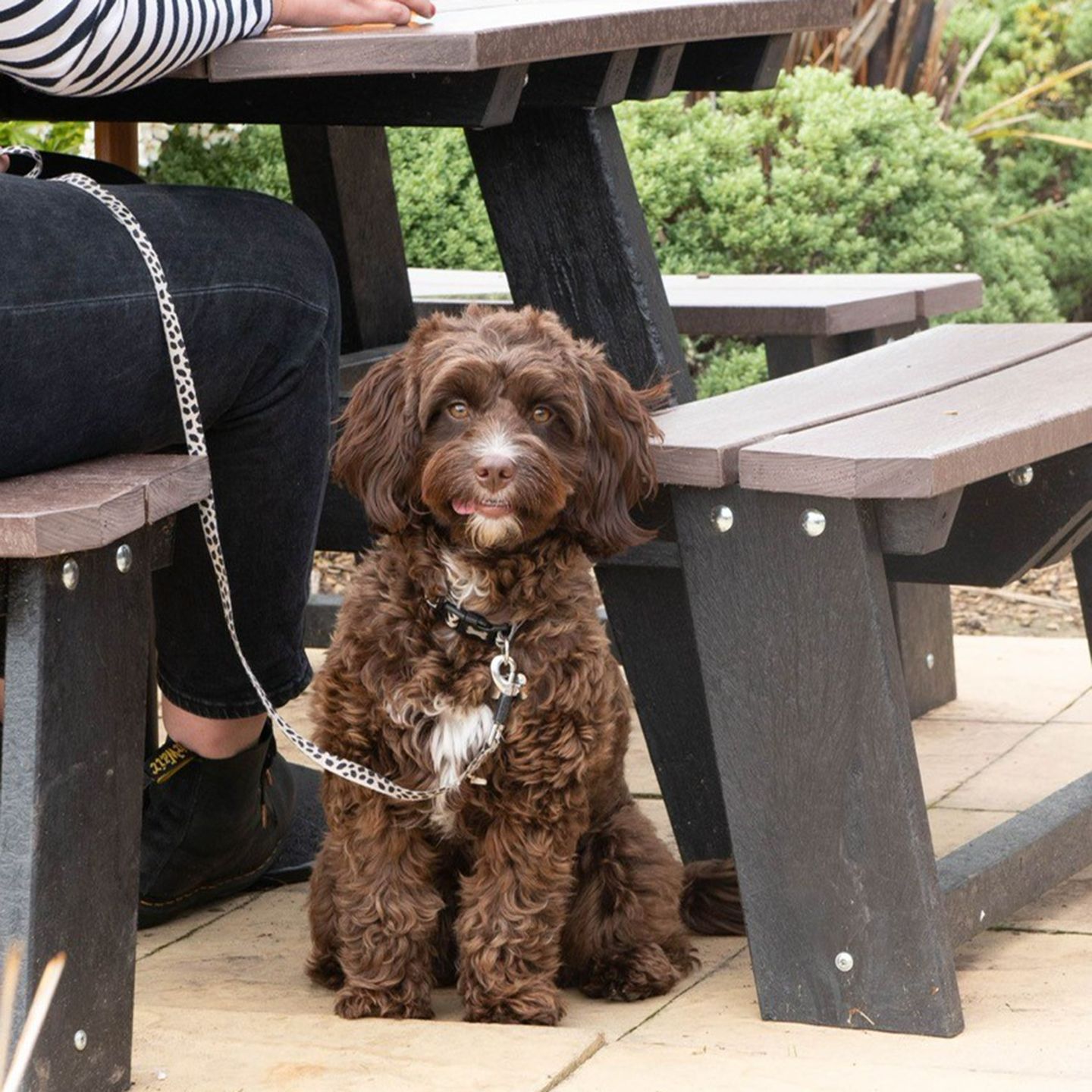 Your local dog friendly pub in Barton